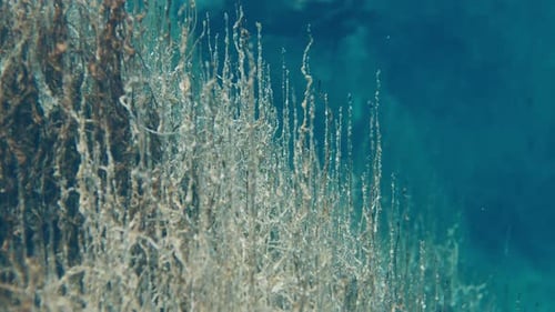 Unterwasseransicht der verkalkten Pflanzen mit ungewöhnlichen Formen und Farben in einer kalzium- und sulfatreichen Umgebung
