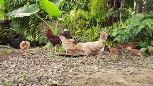 Rooster with hens and baby chicks search food in organic farm paddock