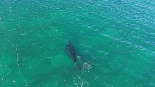 Drone view of a big whale swimming underwater in Puerto Madryn, Patagonia.