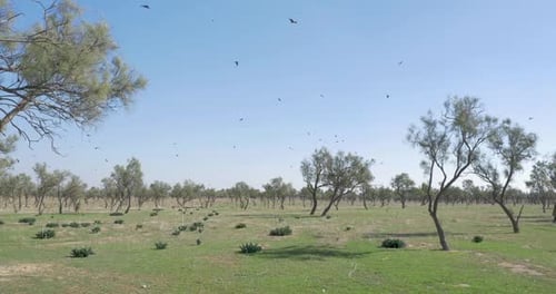 Trees and Meadow Under Blue Sky with Birds