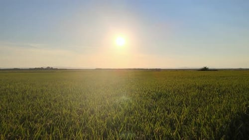 Aerial view of countryside landscape, farmland. Drone flying fowards low over corn field. Rural scen