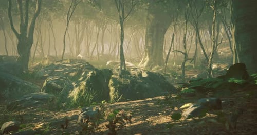 Mysterious Forest Landscape with Sunlight Filtering Through Trees