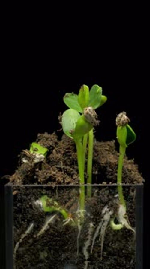 Section view of nature growth process as seeds germinate and sprout into small plants.