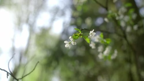 Closeup shot of small white flower with blurred background.