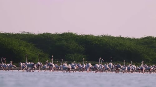 Pink Flamingo Feed in Shallow Water Surrounded Watching Wild Birds Feeding in Wetlands Bird Watching