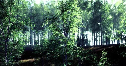 Sunlight Filters Through Tall Trees in a Lush Serene Forest