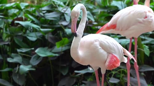 A small group of flamingos preenings their feathers at the zoo in slow motion.