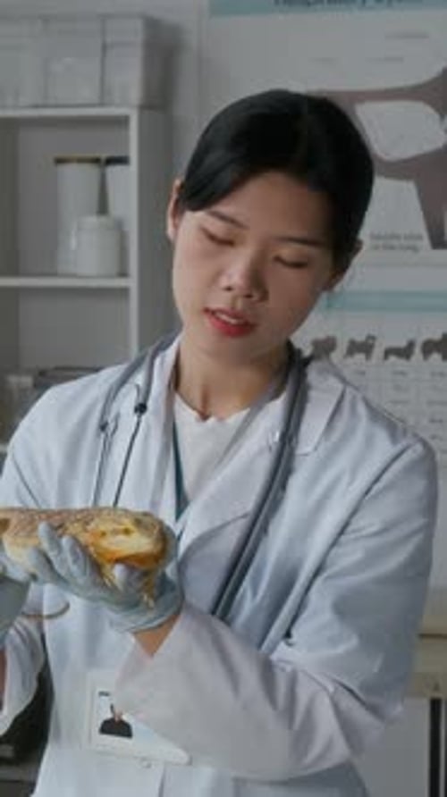 Veterinarian Holds Lizard in Veterinary Clinic