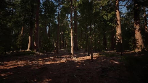 Giant Sequoia Trees Towering Above the Ground in Sequoia National Park
