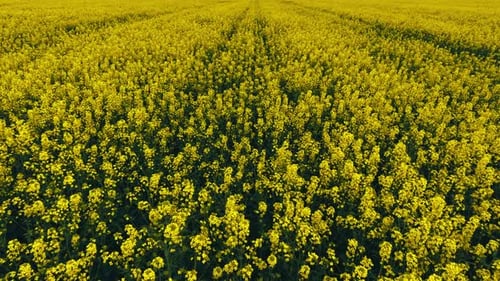 Blooming Rapeseed Field on a Sunny Day Flying Above Stunning Yellow Rape Fields in Spring Aerial
