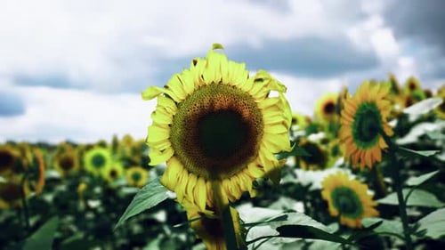 A Vibrant Field of Sunflowers Under a Cloudy Sky on a Summer Day