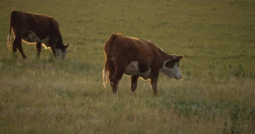Two Brown Cows Walking in Slow Motion, Eating Grass on Farm in Sunset