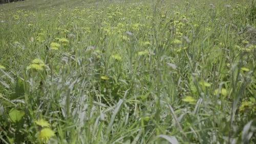 Close-up shot of the yellow dandelion flowers grow in the wild in nature in the spring season.