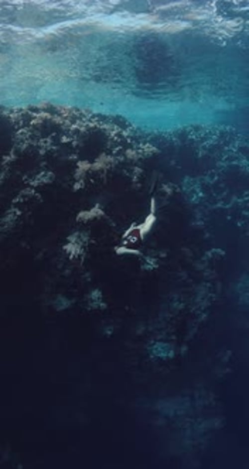 Freediver Woman Dive Underwater in Blue Ocean Freediving in Near Coral Reef
