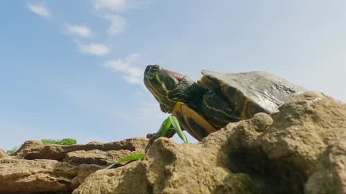 Close up of Pond Slider looking around while relaxing on rock