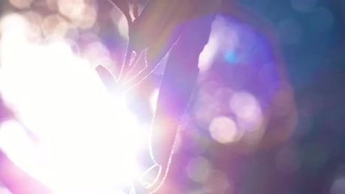 4k Sonneneruption aus nächster Nähe auf üppigen grünen Blättern eines Baumes in einem karibischen Wald