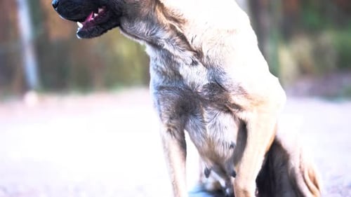 Dog Sitting Calmly in a Sunny Outdoor Setting