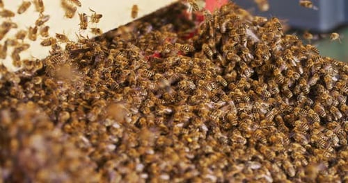 Swarm of Bees Clustering Together in Nature