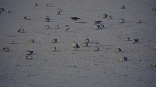 flock pf sea birds standing at frozen lake at cold winter, amazing nature shots
