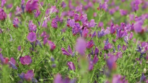 Pradera de víboras moradas y bugloss siendo recorrida por una abeja obrera en primavera