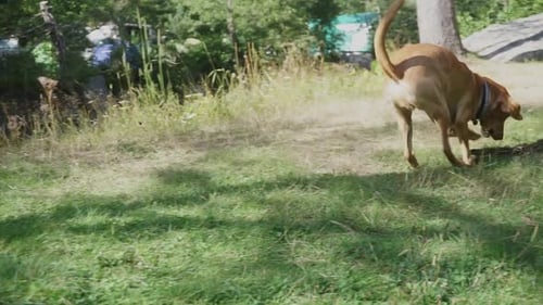 Dog playing with its owner