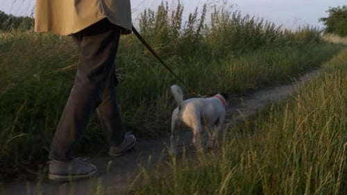 Woman walking with a dog on rural road