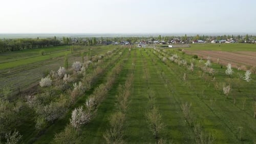 Aerial view of blooming apple orchard