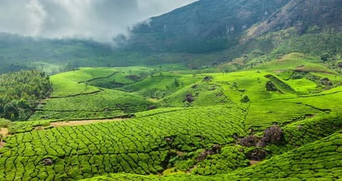 Chronologie des plantations de thé vert à Munnar, au Kerala, en Inde
