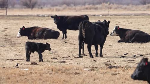 Cattle Herd with Calf Grazing in Rural Field