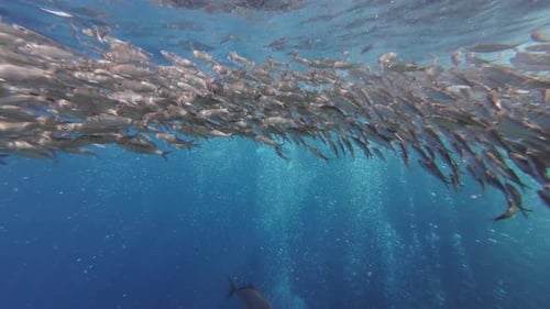 Underwater View of Shoal Sardine Fish in Sea