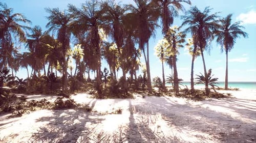 Sunny Tropical Beach with Palm Trees and Blue Ocean