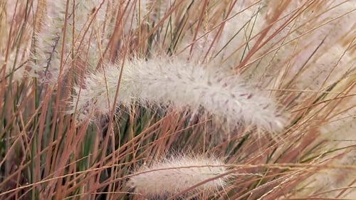 Eine sanfte Brise weht flauschige Springbrunnengrasblüten im Grasland. Nahaufnahme