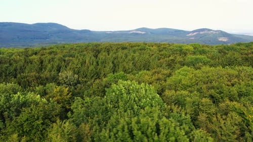 Flying over the green crowns of trees. Endless forest with hills in the background. Green and yellow