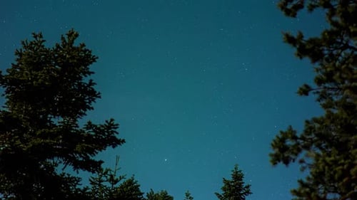 Stars and Trees