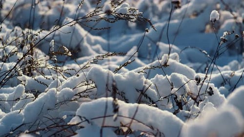 Frozen Scenery of Withered Snowy Grass at Cold Winter Sunlight Close Up