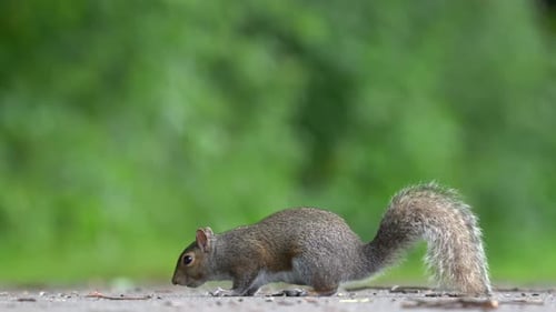 Ein graues Eichhörnchen, das Samen vom Boden in der Nähe des Waldes frisst.