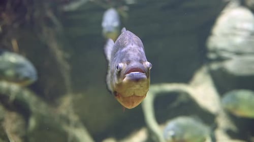 Raubhungriger Süßwasser-Rotbauch-Piranha-Fisch, der im Amazonaswasser in Südamerika schwimmt