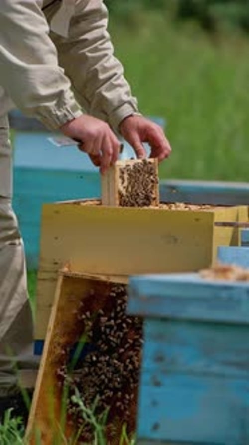 Beekeeper Inspecting Honeycomb Frame with Honeybees