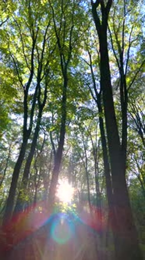 Vue aérienne verticale. Belle matinée d'automne dans la forêt tropicale.