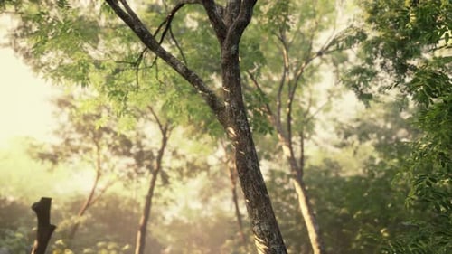 Evening Forest with Sun and Volume Light