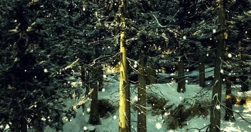 Snowfall Gently Covers a Serene Forest Landscape During Winter Season