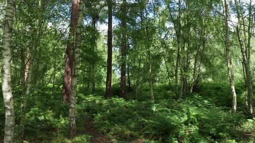 Eine langsame Bewegung, aufgenommen in einem Wald, an einem hellen und sonnigen Tag.
