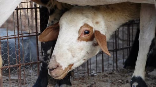 Sheep Resting Underneath Another Sheep in a Cage