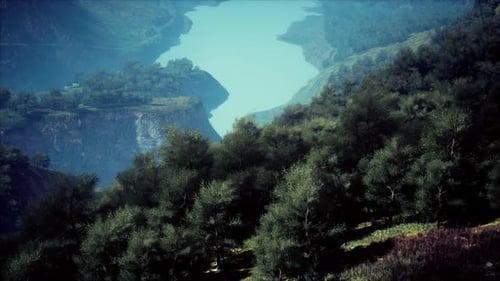 Luftaufnahme des Regenwald-Ökosystems und der gesunden Umwelt