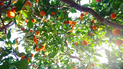 Bright Orange Citrus Fruits on Tree Branches