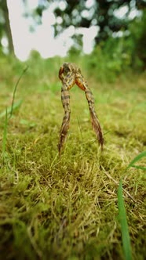 Tiny Frog Leaping Through Lush Green Grass