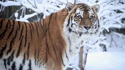 4K120 Fps Super Slow Motion Video of Big Male Siberian Amur Tiger Panthera Tigris Altaica in Cold