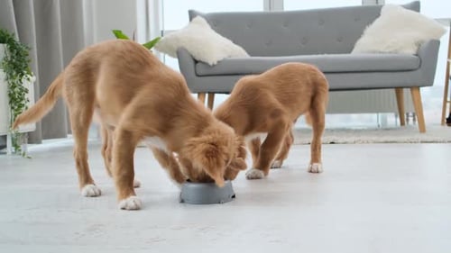Two Puppies Eating Food from Bowls in Home