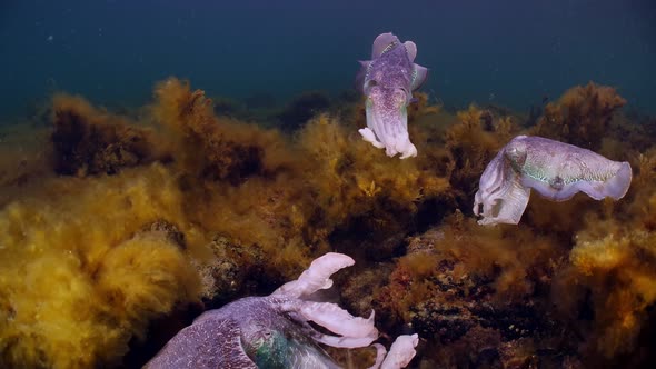 Giant Australian Cuttlefish Sepia apama Migration Whyalla South ...