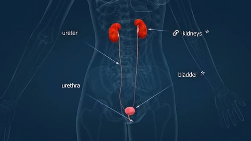Anatomy Of Human Female Urinary System